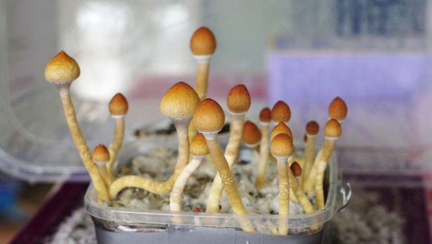 What to know about some great benefits of acquiring shrooms dc on the web post thumbnail image
