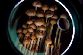 The Science Behind Magic Mushrooms post thumbnail image