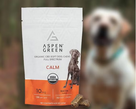 CBD Dog Treats for Overall Health and Immune Support post thumbnail image